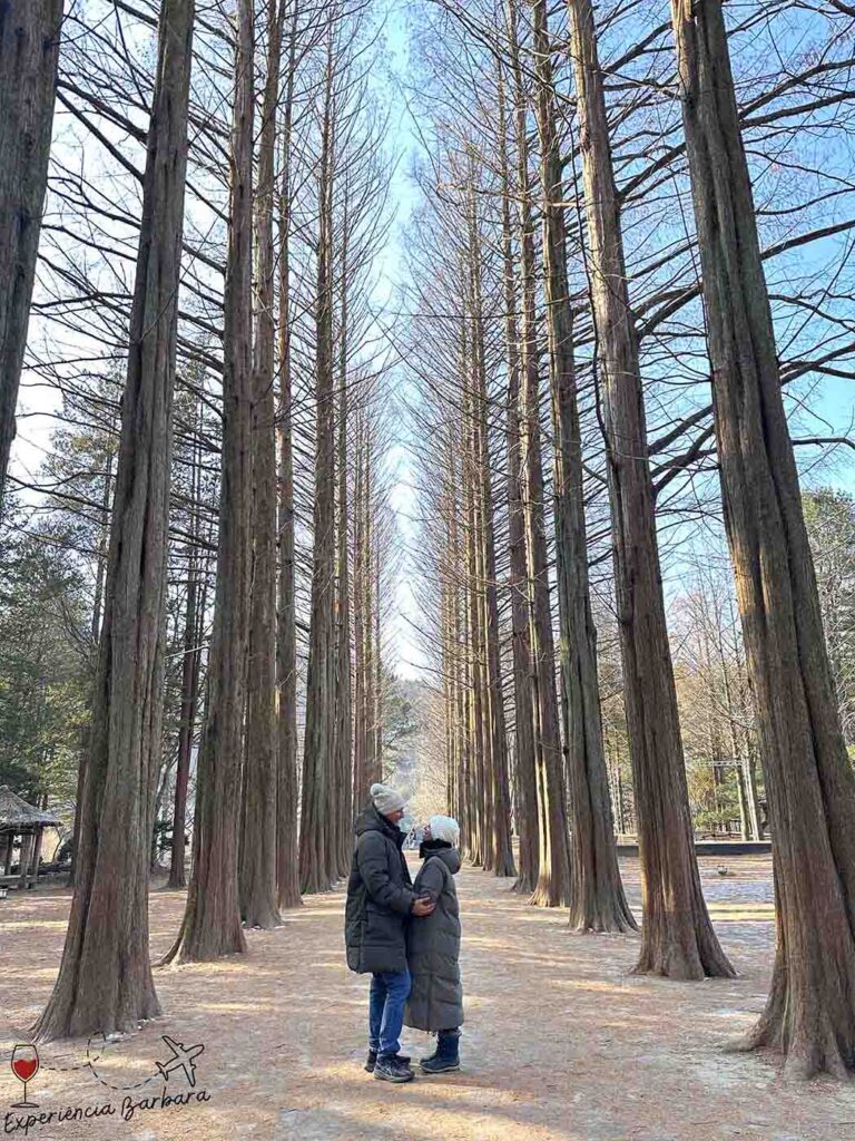Cartão postal de Nami Island - Metasequoia Lane